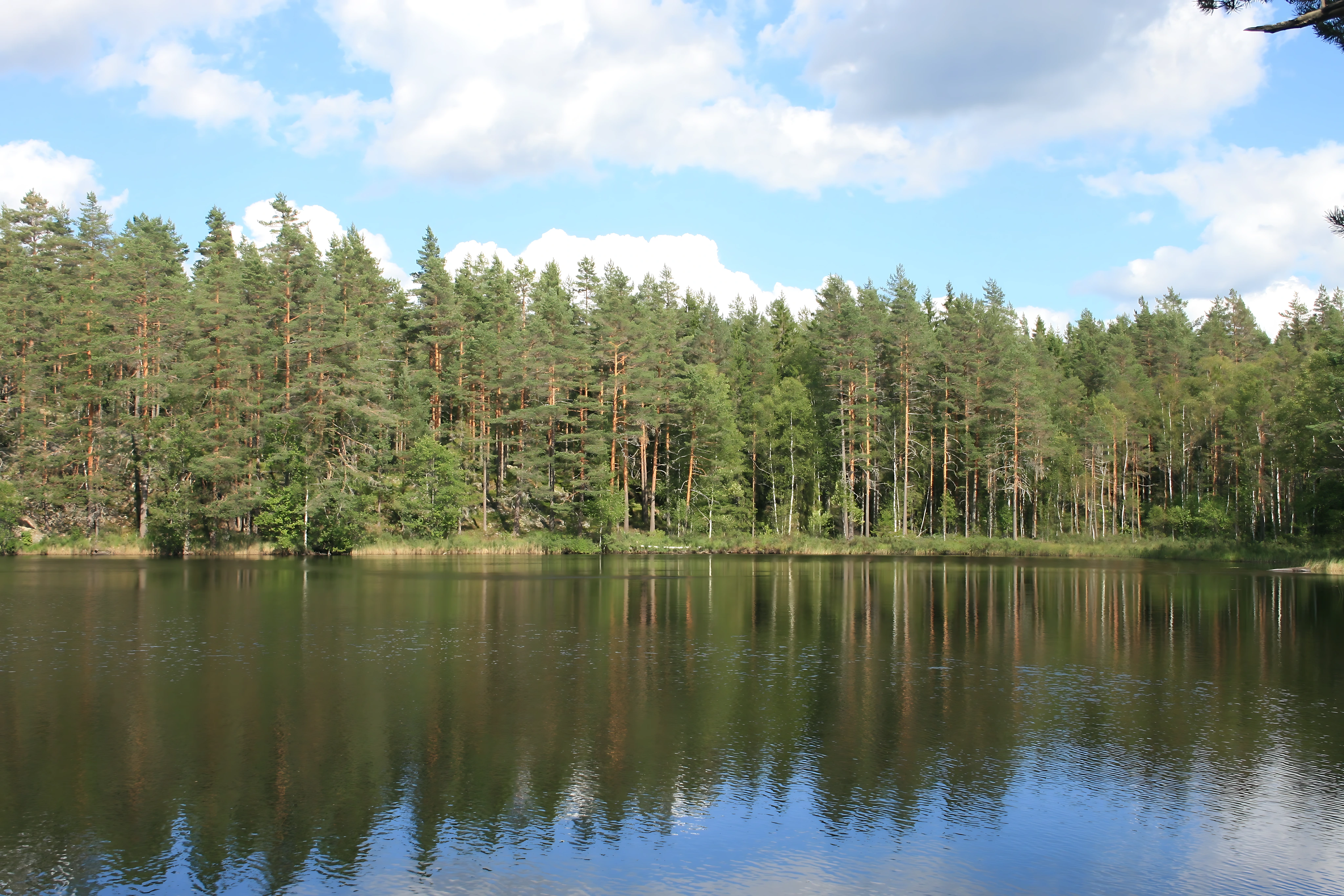 Natur Fyrretraer Natu, Skodder, Pynteskodder, Jalousilåger, Vinduesskodder, Jalousiskodder,